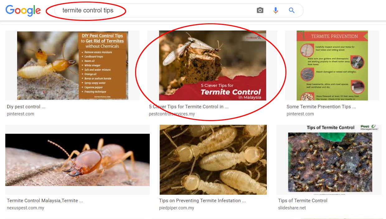 termite control tips